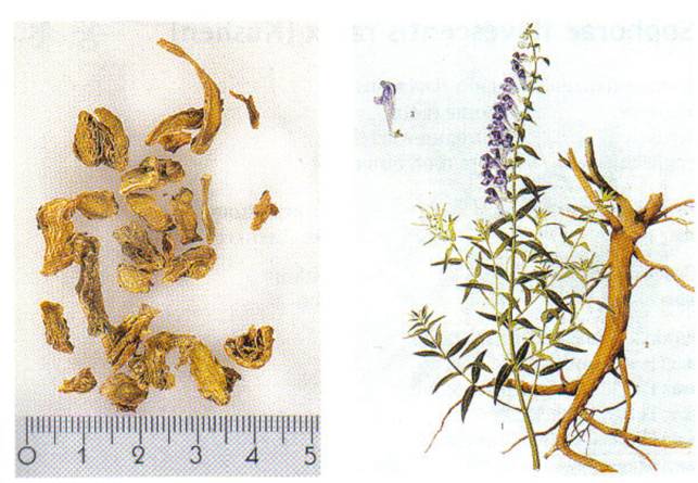 Scutellariae radix, HuangQin